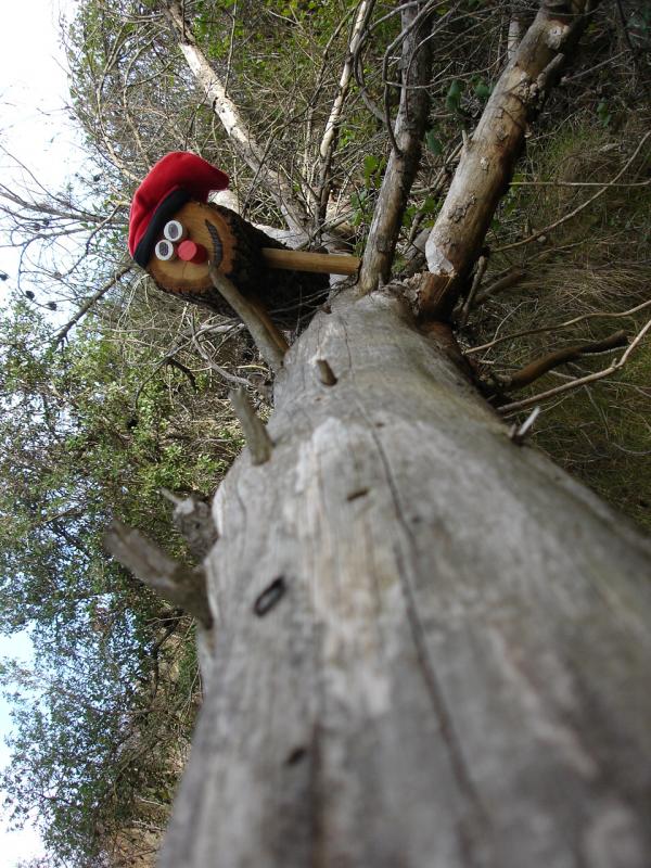 Baixant pel tronc d'un arbre