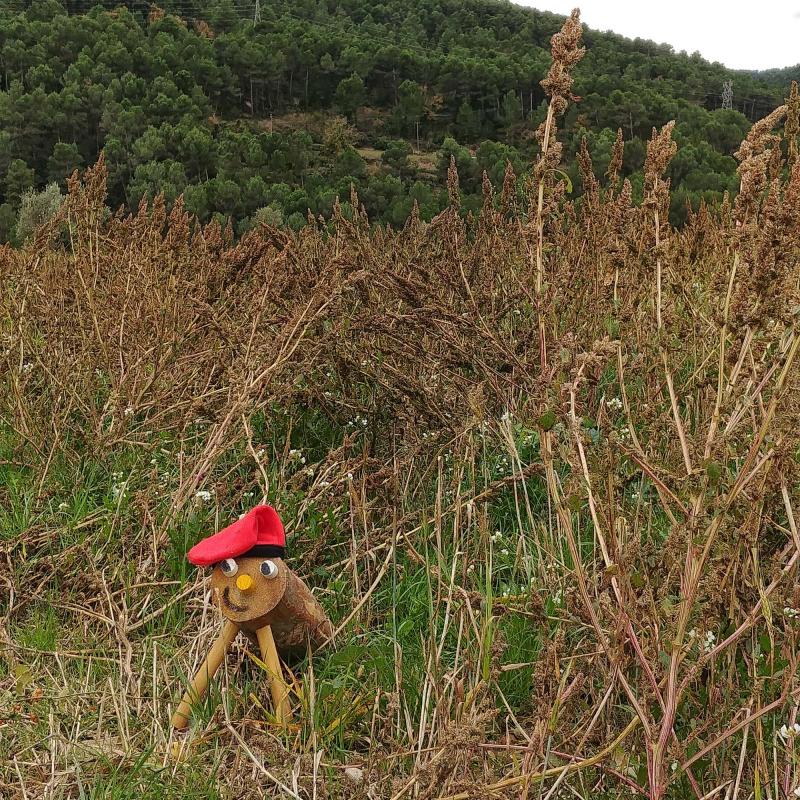 18 de Novembre de 2018 Pels boscos i camps  Clariana -  Martí Garrancho