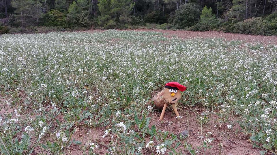 18.11.2018 Pels boscos i camps  Clariana -  Martí Garrancho